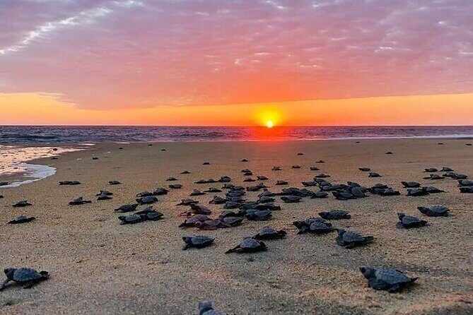 Turtle Release and Bioluminescence - Key Points