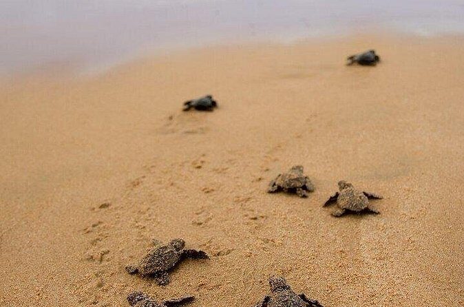 Turtle Release and Bioluminescence - FAQ