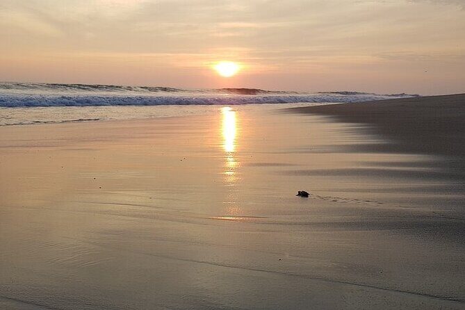 Turtle Release at Escobilla Beach - The Sum Up
