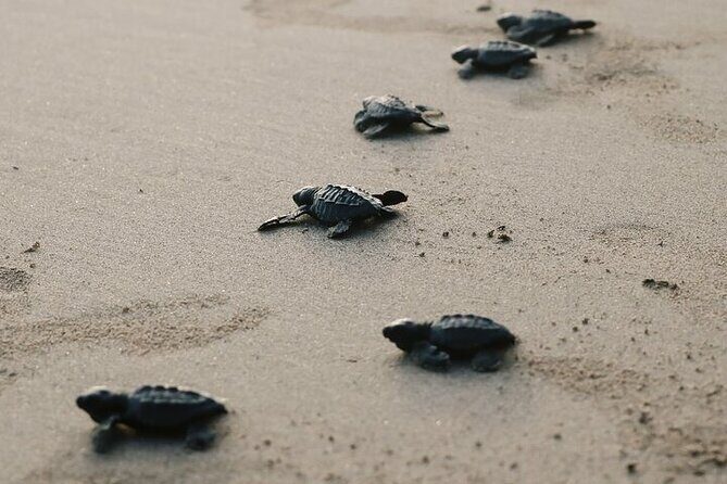 Turtle Release at Escobilla Beach - FAQs