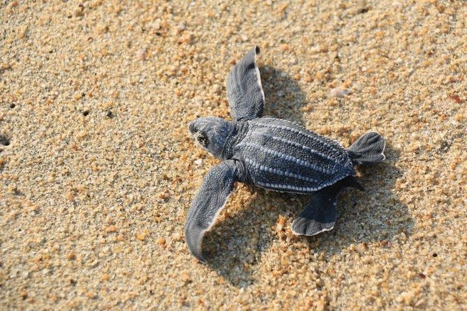 Turtle Release Escobilla Sanctuary and Crocs in Ventanilla. - Ecotourism Activities