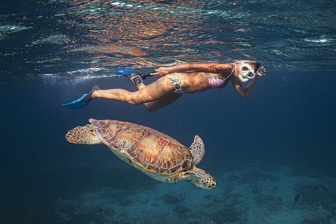 Turtle Snorkeling Aruba: Private Tour with Video - An Overview of What You Can Expect