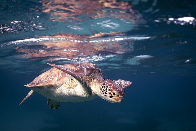 Turtle Snorkeling Aruba: Private Tour with Video - Logistics That Matter