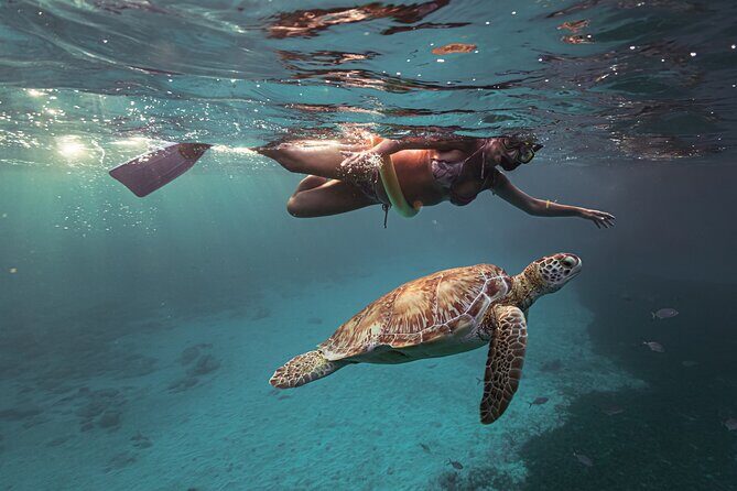 Turtle Snorkeling Aruba: Private Tour with Video - Frequently Asked Questions