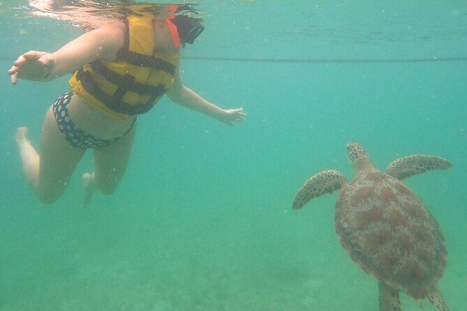 Turtle Snorkeling in Akumal - Key Points