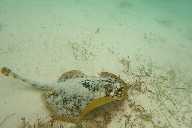 Turtle Snorkeling in Akumal - What to Expect from the Turtle Snorkeling Tour in Akumal