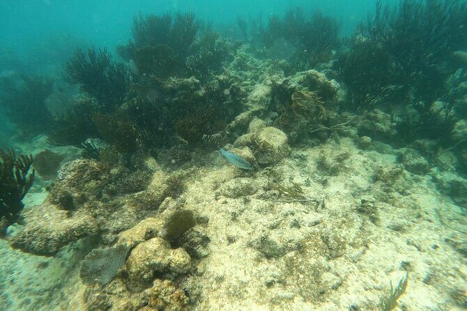 Turtle Snorkeling in Akumal - Small Group Benefits
