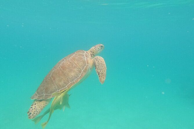 Turtle Snorkeling in Akumal - Who Will Love This Tour?