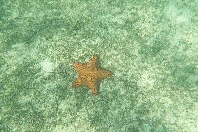 Turtle Snorkeling in Akumal - Final Thoughts