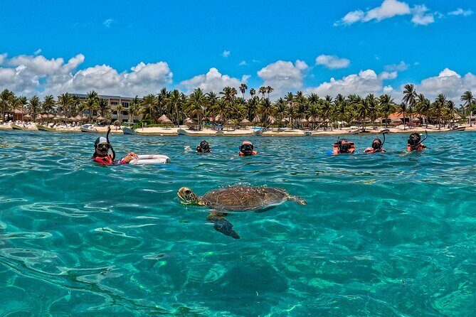 Turtle Snorkeling Jungle Adventure + Zipline and Rappel in Cenote - Who Will Love This Tour?