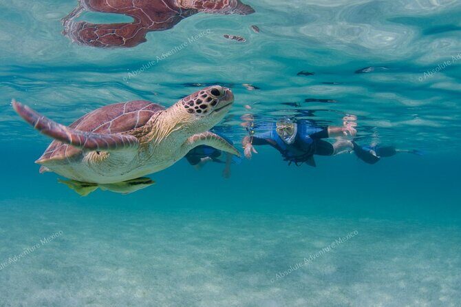 Turtle Snorkeling Private Tour  Sea Turtles & Cenote in Tulum - Authentic Experiences and Genuine Reviews