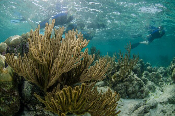 Turtle Snorkeling Private Tour  Sea Turtles & Cenote in Tulum - The Sum Up