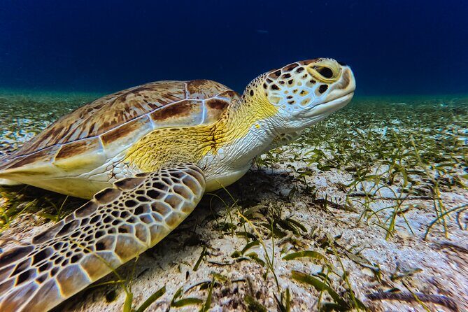 Turtle Snorkeling Tour in Tres Trapi, Aruba - The Value of Guided Marine Tours