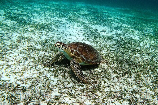 Turtle Snorkeling Tour in Tres Trapi, Aruba - Final Thoughts: Who Should Consider This Tour?