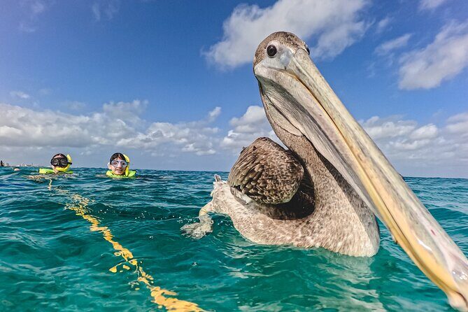 Turtle Snorkeling Tour in Tres Trapi, Aruba - FAQs