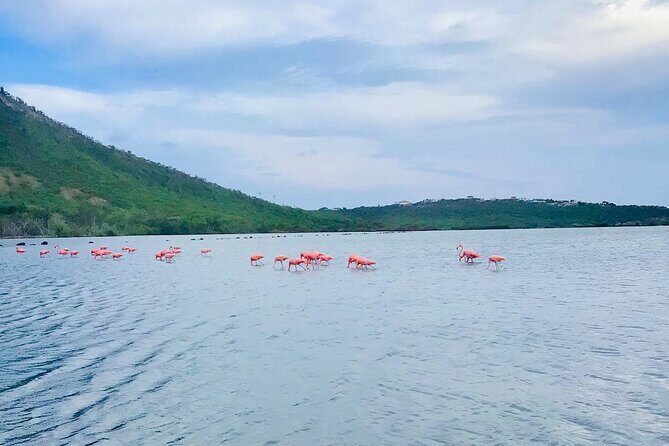 Turtle Swim at TurtleBay visit Flamingos & KnipBeach Safari Truck - The Realities: A Balanced Look at the Experience