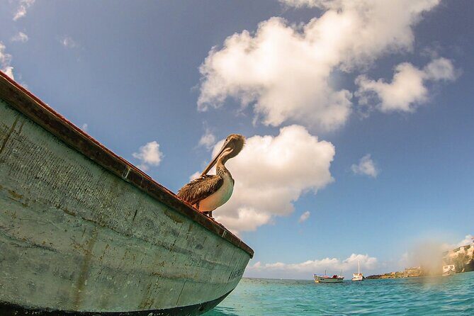 Turtle Swim at TurtleBay visit Flamingos & KnipBeach Safari Truck - Final Thoughts: Who Should Sign Up?