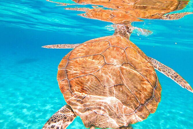 Turtle Swim at TurtleBay visit Flamingos & KnipBeach Safari Truck - Practical Tips for Booking and Enjoying the Tour