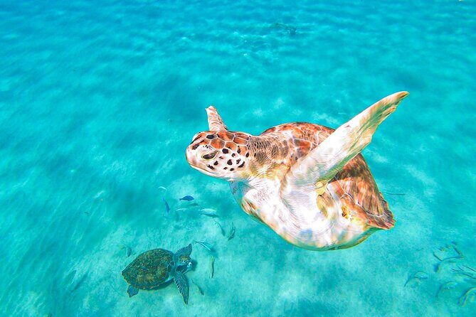 Turtle Swim at TurtleBay visit Flamingos & KnipBeach Safari Truck - Frequently Asked Questions