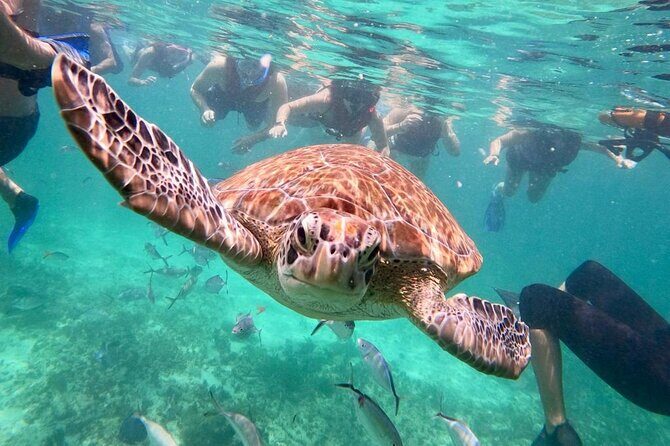 Turtle Swim, Lunch and Underground Cenote Private Tour - Key Points