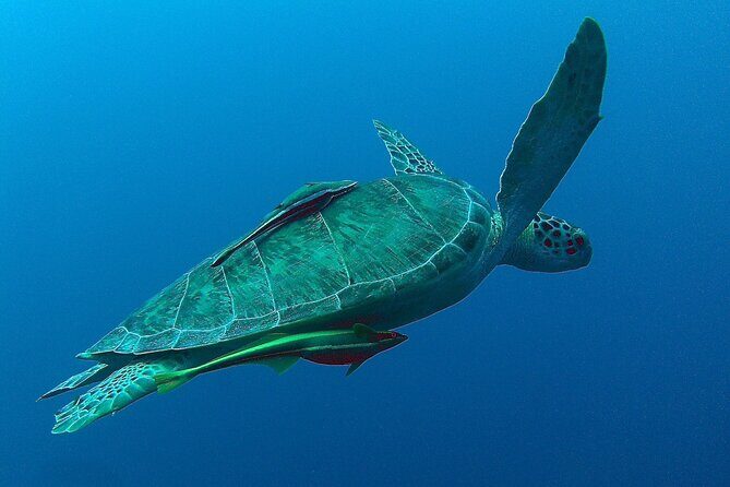 Turtle Swim, Lunch and Underground Cenote Private Tour - Practical Tips