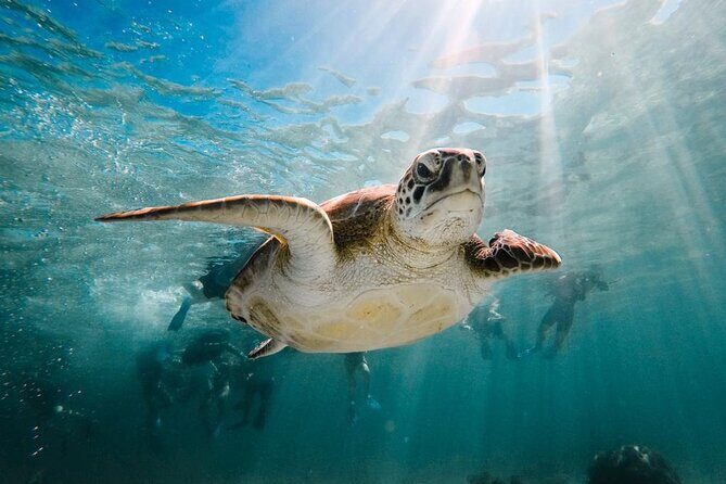 Turtle Swim, Lunch and Underground Cenote Private Tour - FAQ