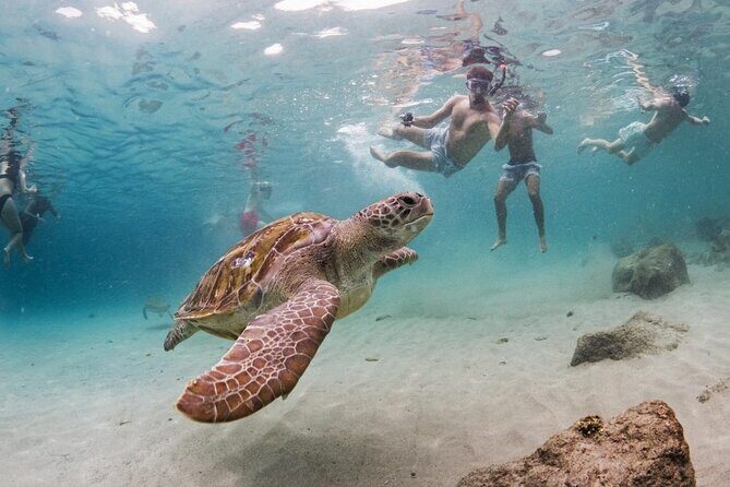 Turtle Swim, Shete Boka & Kenepa Beach Adventure in Curaçao - Key Points