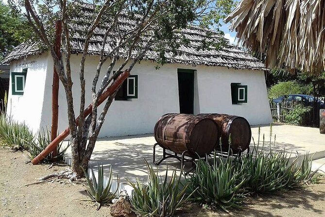 Turtle Swim, Shete Boka & Kenepa Beach Adventure in Curaçao - Authentic Traveler Insights