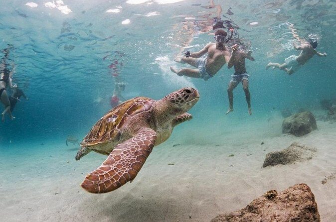 Turtle Swim, Shete Boka & Kenepa Beach Adventure in Curaçao - Final Thoughts: Who Will Love This Tour?