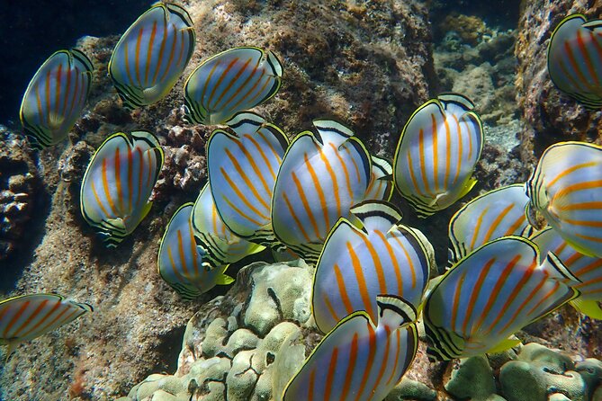 Turtle Town Clear Kayak & Snorkel Tour (11am-1pm) - Inclusions
