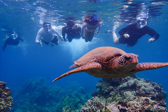 Turtle Town Clear Kayak & Snorkel Tour (11am-1pm) - Safety and Requirements
