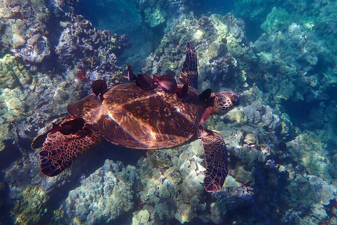 Turtle Town Clear Kayak & Snorkel Tour (11am-1pm) - Meeting Information