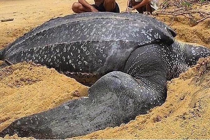 Turtle Watching - Introduction