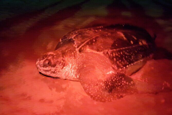 Turtle Watching - Key Points