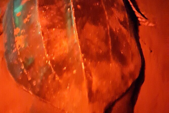 Turtle Watching - The Value of the Experience