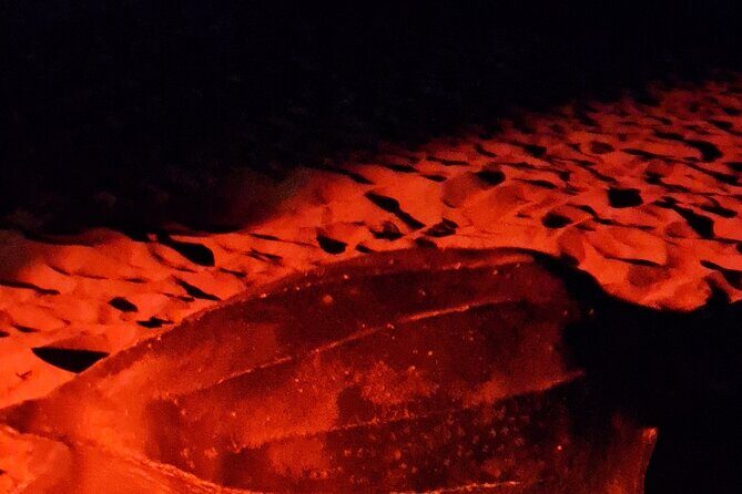 Turtle Watching - Final Thoughts