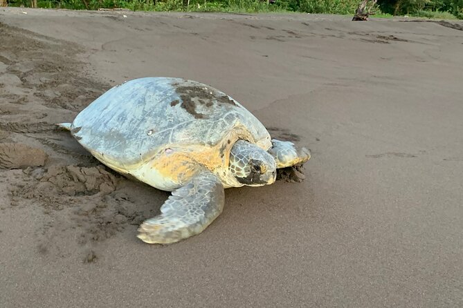 Turtle Watching in Their Natural Habitat in Tortuguero - Good To Know