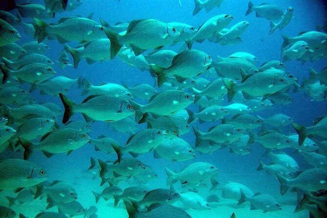 Turtles and Cenote from Cancun - An In-Depth Look at the Experience