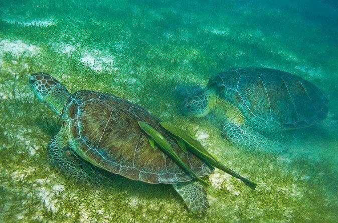 Turtles and Cenote from Cancun - FAQ