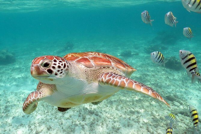 Turtles and Cenote snorkeling activity from Riviera Maya - Exploring the Tour: An In-Depth Look