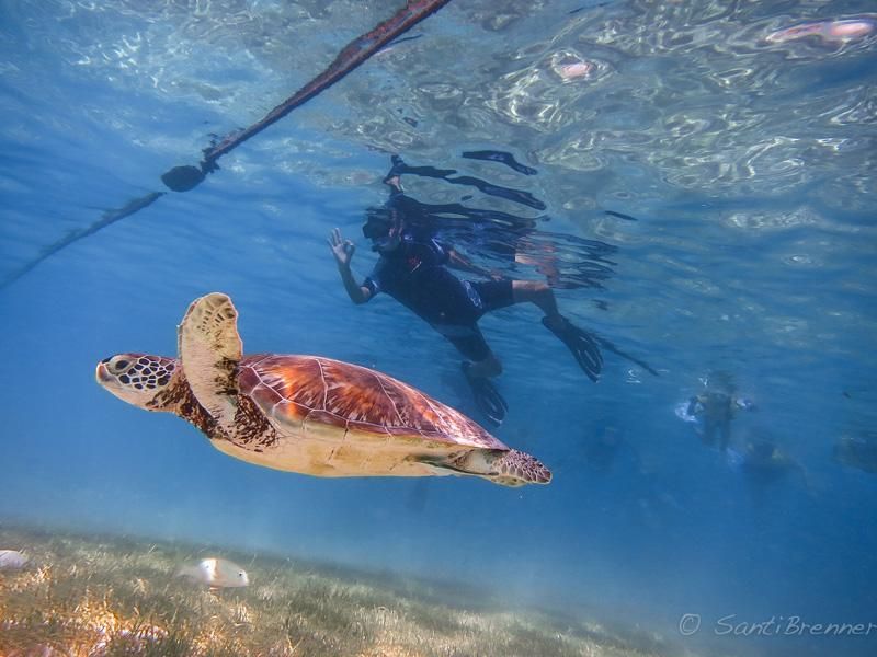 Turtles and Cenotes Tour - Key Points