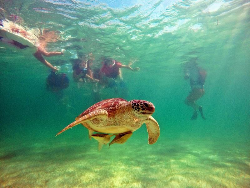 Turtles and Cenotes Tour - Tour Activities
