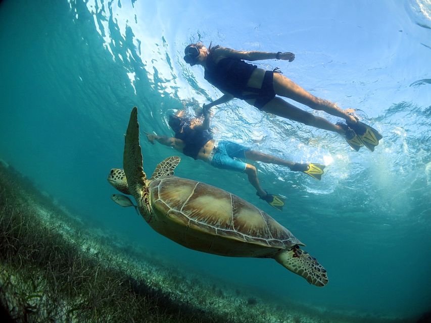 Turtles and Cenotes Tour - Exploring the Reef System