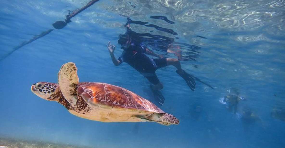 Turtles and Cenotes Tour - Booking and Availability