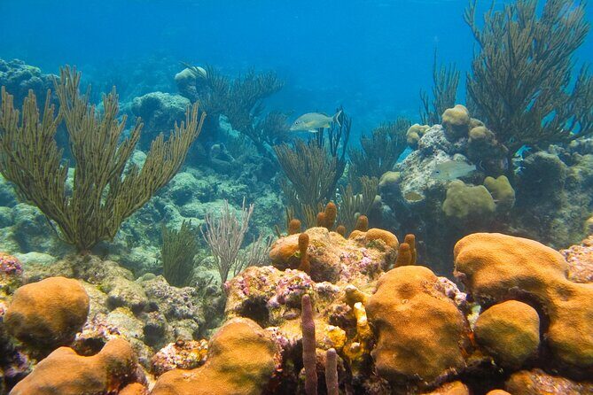 Turtles and Jungle Adventure - An Introduction to the Tour Experience