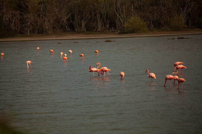 Turtles, Beach and Flamingo in Curacao Private photoshoot Tour - Who Should Consider This Tour?
