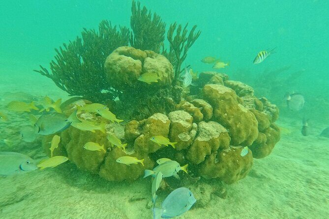 Turtles Encounter Akumal! Small group from Playa del Carmen - Key Points