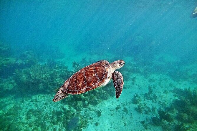 Turtles Encounter Akumal! Small group from Playa del Carmen - Final Thoughts