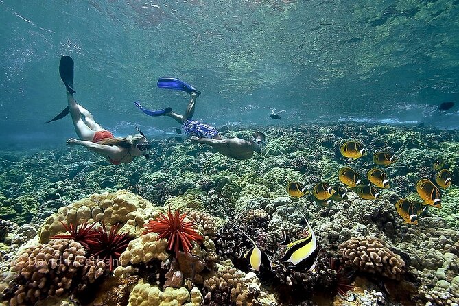 Turtles & Tacos Luxury Catamaran Snorkel - Pricing and Booking