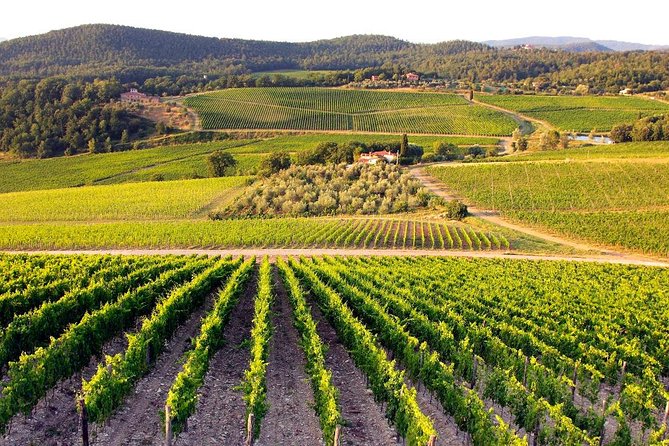 Tuscan Cities and Pisa Attractions Private Tour  - Florence - Tour Cancellation Policy